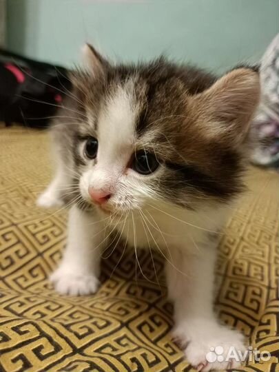 Котенок девочка, 1,5 месяца, в добрые руки