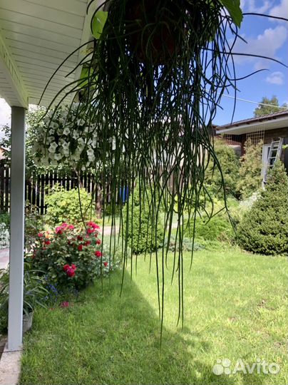 Рипсалис флокосса