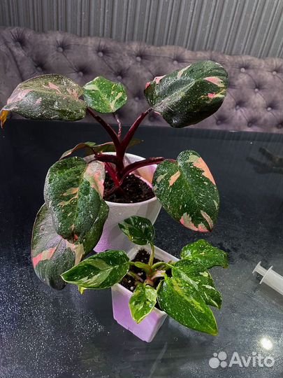 Филодендрон розовая, белаая пригцесса