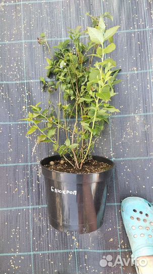 Саженцы голубики С5