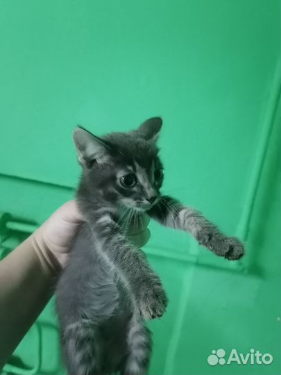 Котята в добрые руки бесплатно