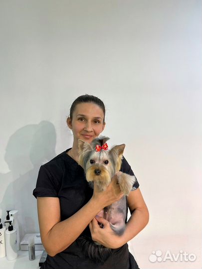 Грумер,стрижка собак, груминг