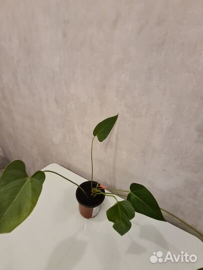 Антуриум мужское счастье