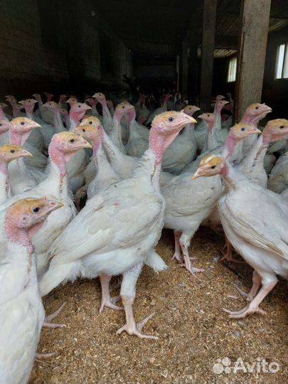 Индюшата, индюки, гусята, бройлер