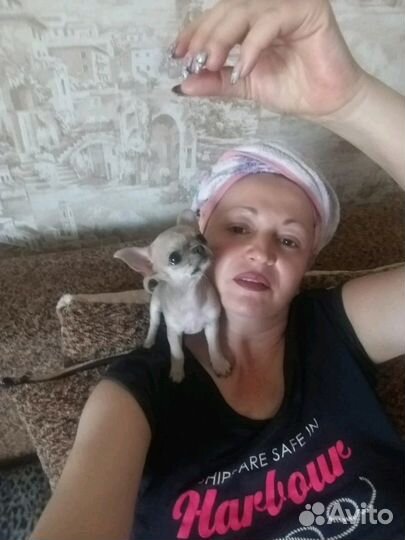 Чихуахуа мини