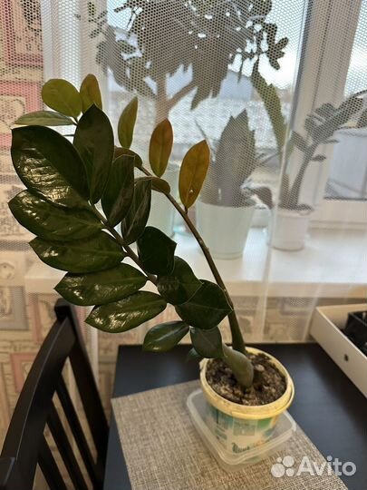 Замиокулькас