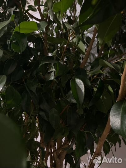 Фикус бенджамина