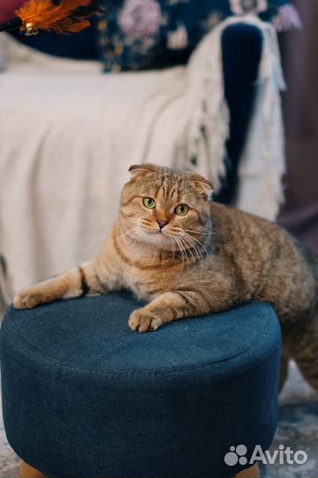 Индивидуальная домашняя передержка котов и кошек