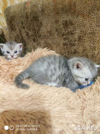 Шотландская