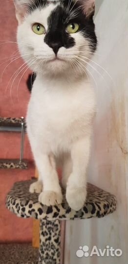 Котики в добрые руки
