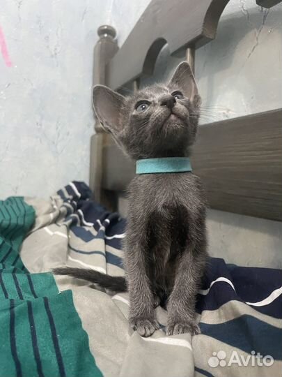 Ориентальные котята