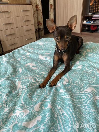 Русский той-терьер вязка мальчик