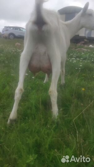Козочки дойные