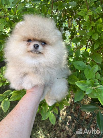 Померашка девочка