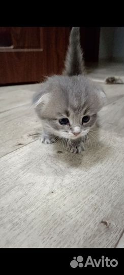 Вислоухие котята