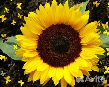 Семена подсолнечника Донской 60 (эс)