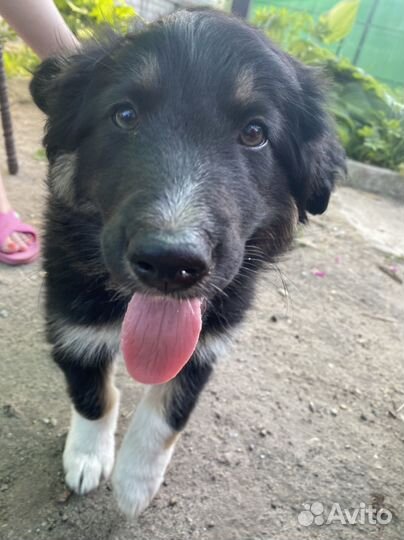 Собака в добрые руки отдам бесплатно