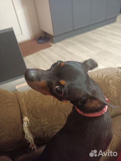 Мини той-терьер