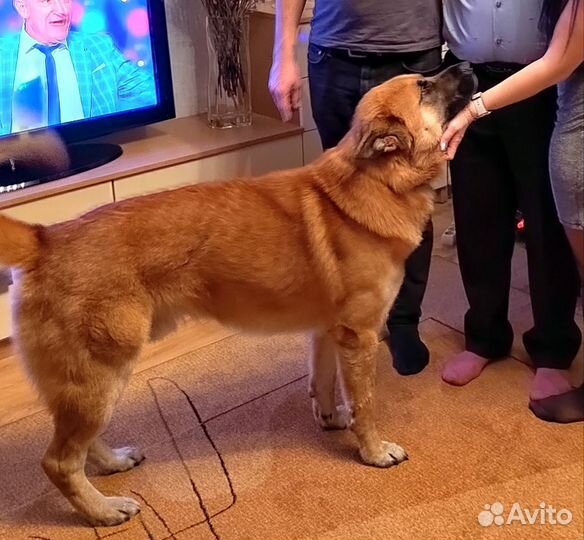Молодая собака ищет подругу