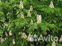 Саженцы Липы