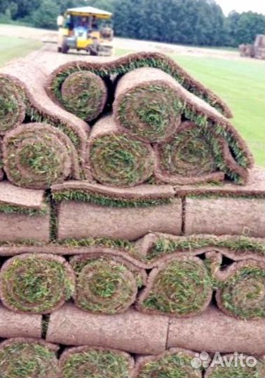 Рулонный газон