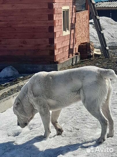 Вязка алабай