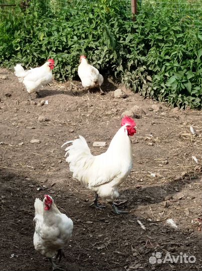 Петух Бресс Гальский