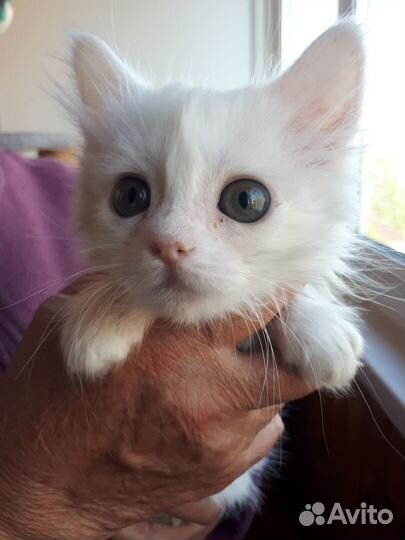 Кошечка веселая 1. 1 мес. ищет дом