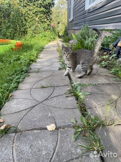 Котенок в добрые руки