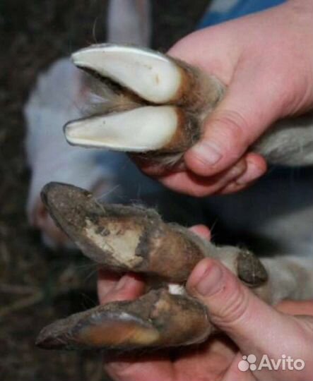 Обезроживание, обработка копыт у коз и овец, кастр