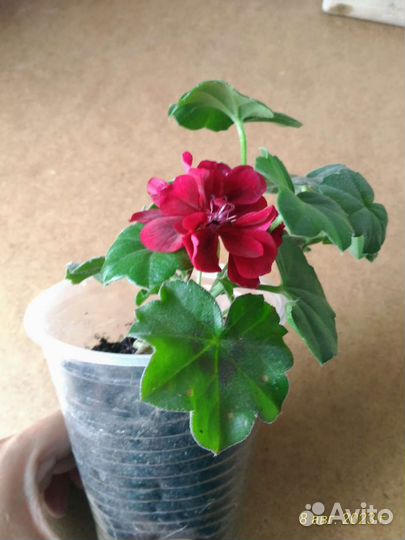 Пеларгония герань