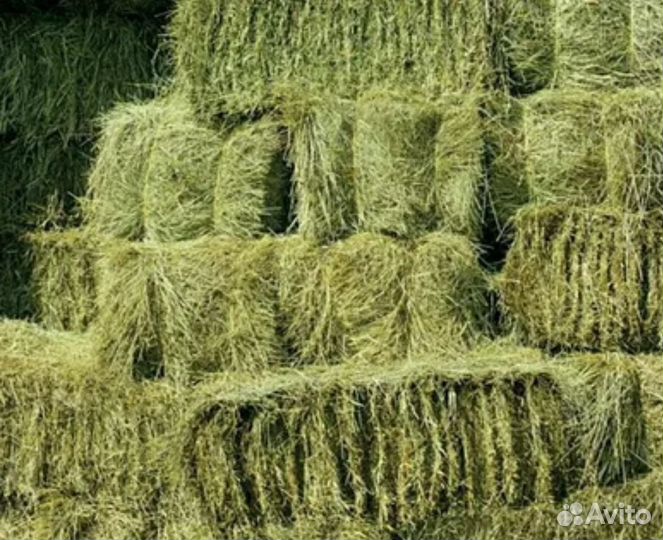 Сено солома в тюках, сено рулонах