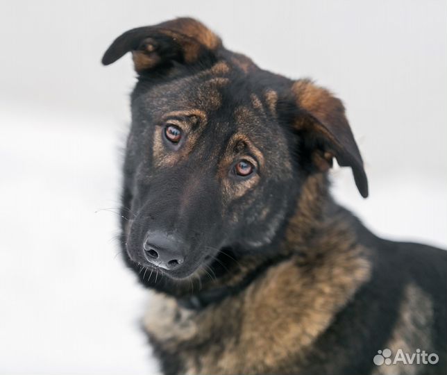 Собака в добрые руки отдам бесплатно