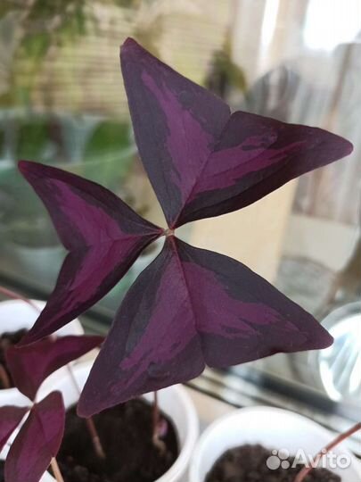 Кислица (оксалис)