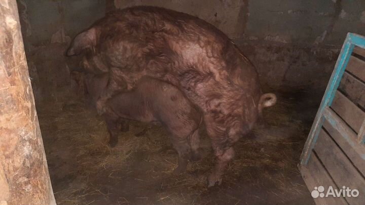 Поросята, подсвинки, свиноматки породы Дюрок