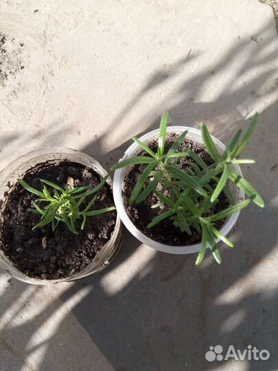 Розмарин, майоран, мята перечная