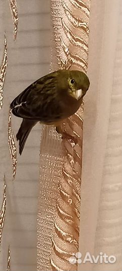 Кенары молодые