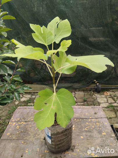 Саженцы инжира 2-3года Брунсвик