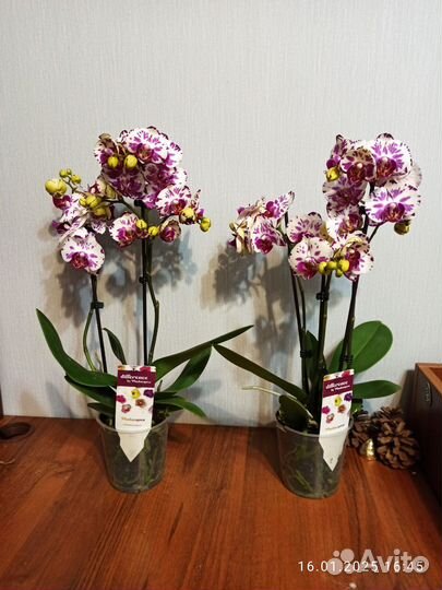 Орхидея фаленопсис, 2 ствола