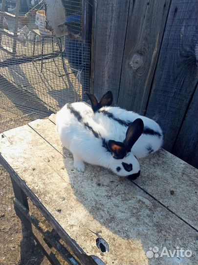 Белый великан,Фландр,Строкачи