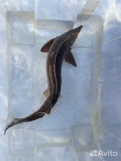 Молодь Форели. Карп кои. Вуалевый карп кои