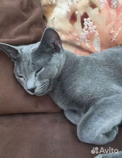 Русская голубая в добрые руки