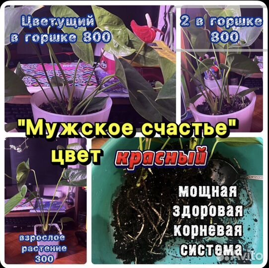 Антуриум мужское счастье