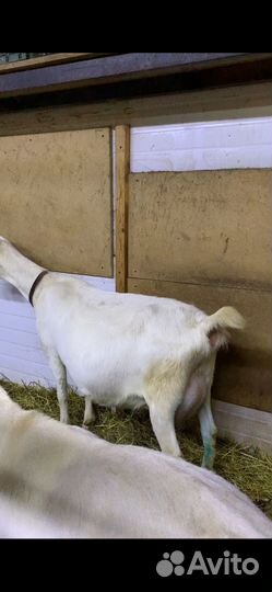 Дойные козы