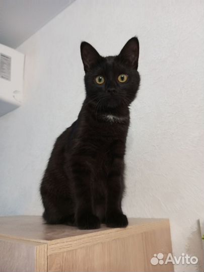 Котëнок осталась одна