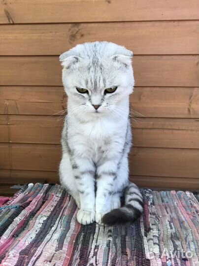 Шотландский вислоухий кот