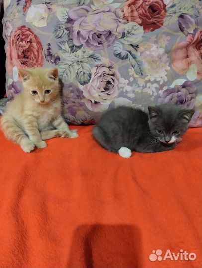 Кошки в добрые руки