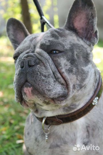 Француз мальчик