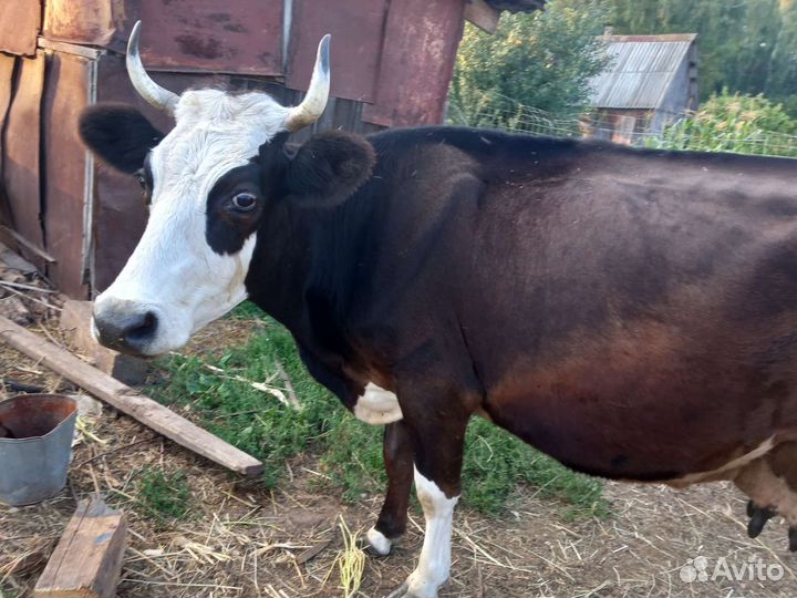 Корова дойная