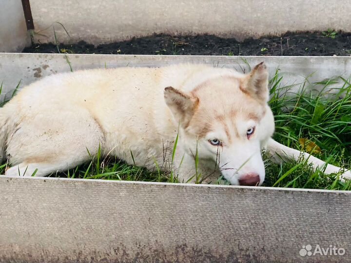 Щенки в добрые руки